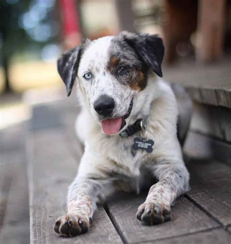 aussie shepherd blue heeler|blue heeler shepherd mix puppies.